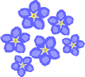 Forget-me-nots