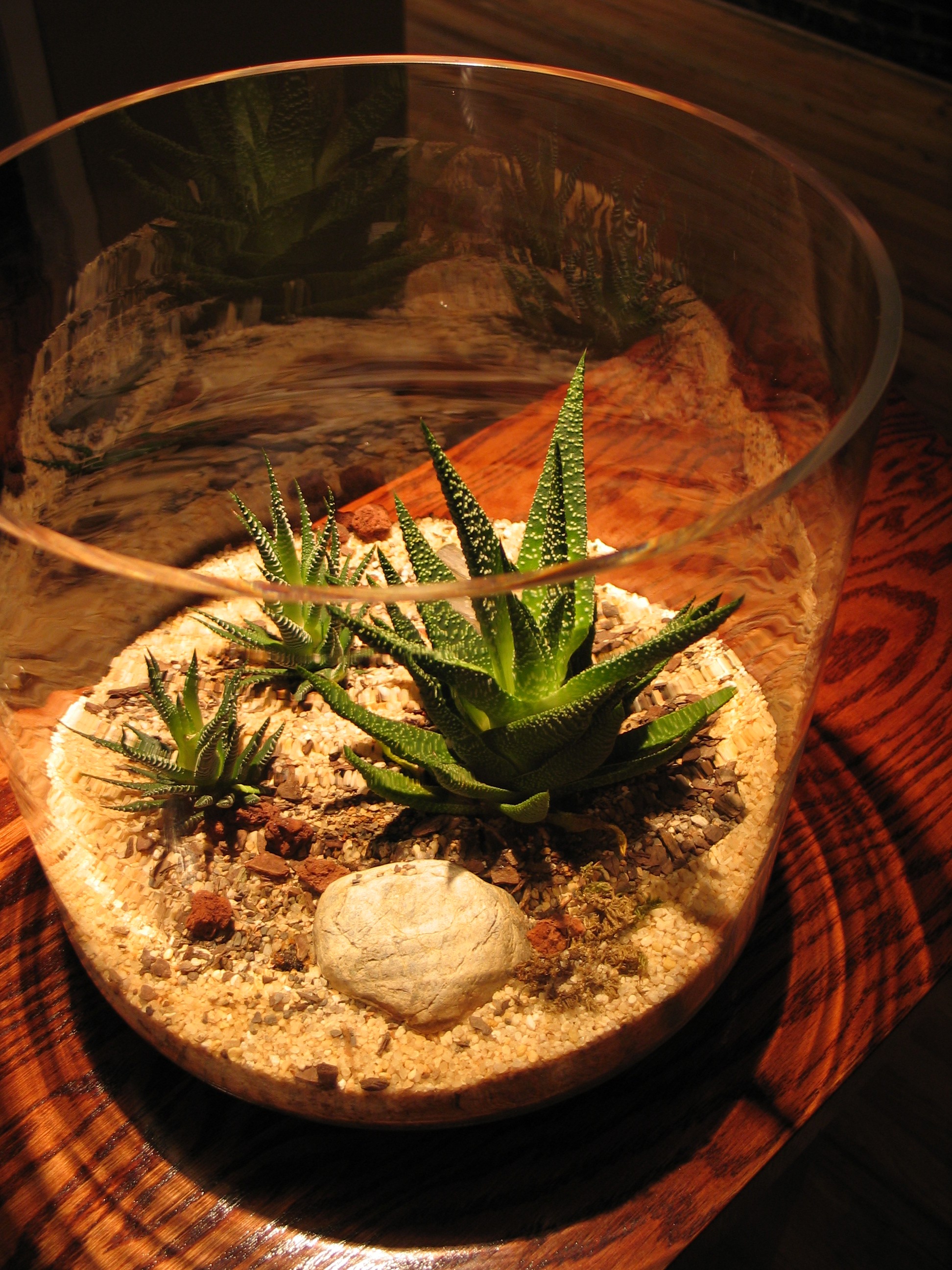 Desert Terrarium